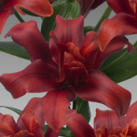 Lilium Bald Eagle2
